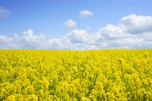 alt text for yellow flowers