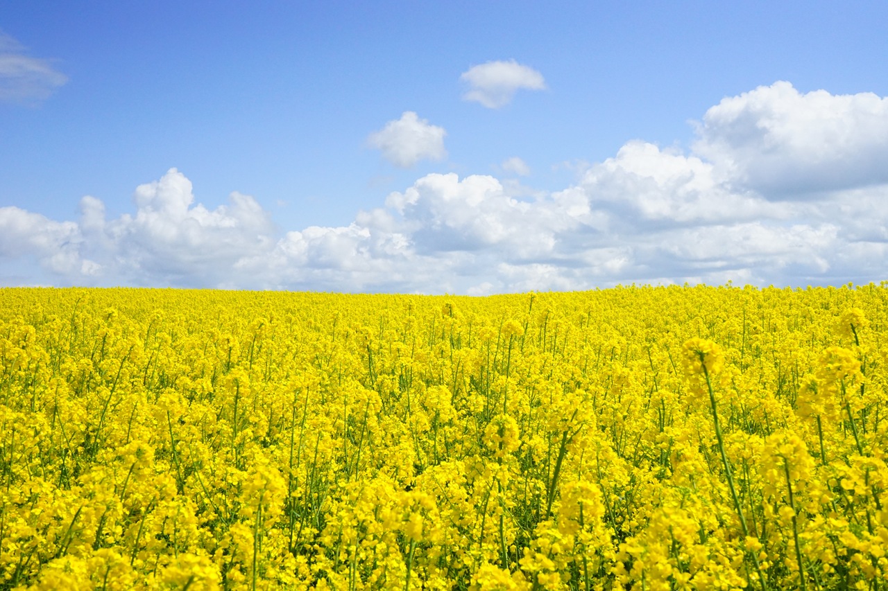 alt text for yellow flowers